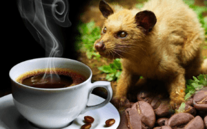 Cafe Chồn Là Gì? 6 Lý Do Vì Sao Nó Đắt Như Vàng