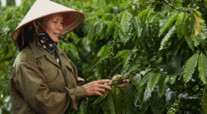 4 Đặc Điểm Nổi Bật Của Giống Cà Phê Thiện Trường Bạn Cần Biết