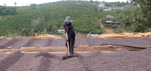 Cách Phơi Cà Phê Nhanh Khô: 4 Mẹo Hay Dành Cho Nông Dân