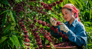 Tìm Hiểu 7 Đặc Trưng Của Cà Phê Lâm Đồng