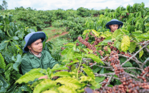 Cây Cà Phê Được Trồng Nhiều Nhất Ở Vùng Nào: 7 Điều Bạn Cần Biết